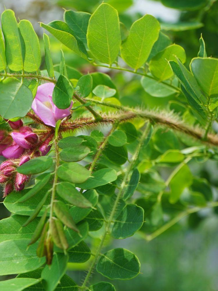 Bild von Borstenakazie 'Macrophylla' im Onlineshop von Bohlken Pflanzenversand GbR