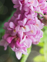 Bild von Borstenakazie 'Macrophylla' im Onlineshop von Bohlken Pflanzenversand GbR