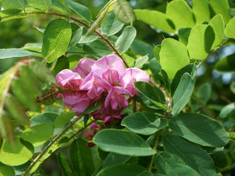 Bild von Borstenakazie 'Macrophylla' im Onlineshop von Bohlken Pflanzenversand GbR