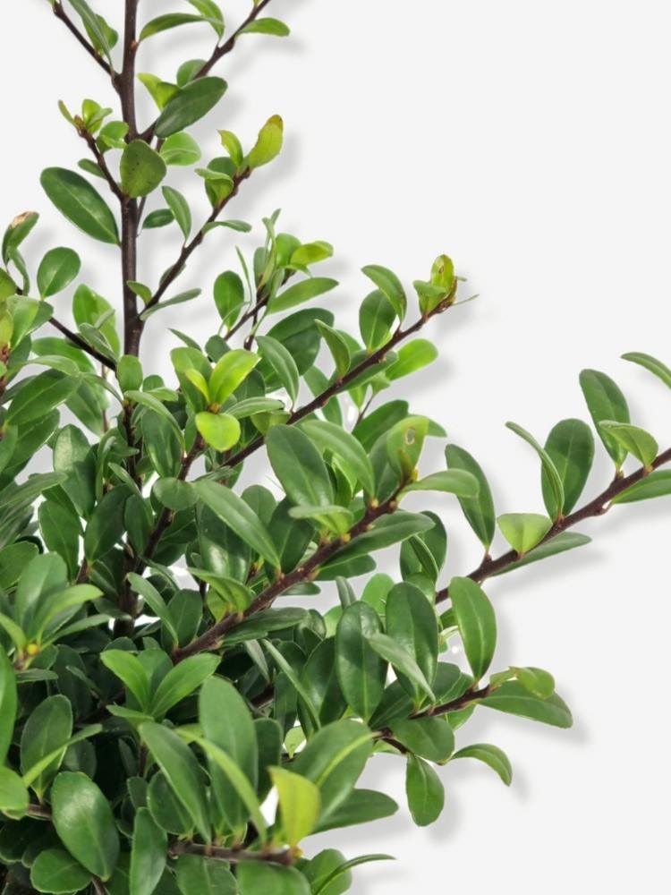Bild von Buchsblättriger Löffel-Ilex 'Dark Green' im Onlineshop von Bohlken Pflanzenversand GbR