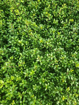 Bild von Buchsblättriger Löffel-Ilex 'Dark Green' im Onlineshop von Bohlken Pflanzenversand GbR