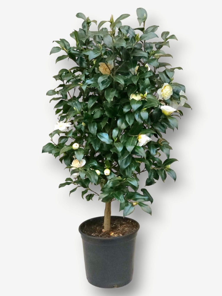 Kamelie 'Jury's Yellow'