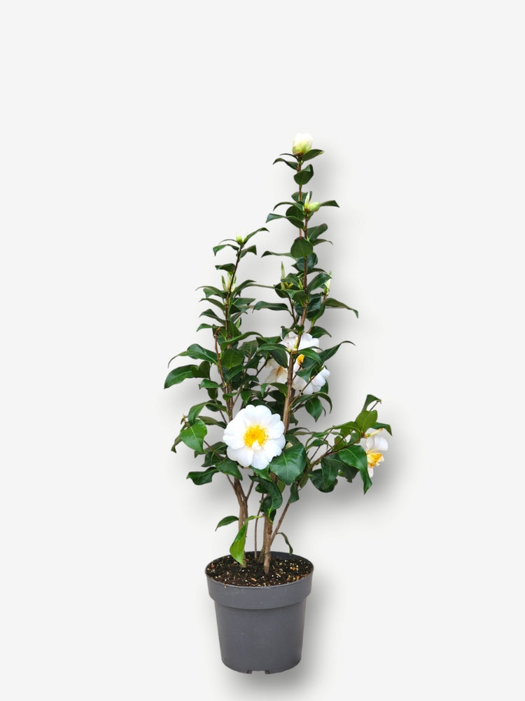 Kamelie 'Jury's Yellow'