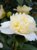 Kamelie 'Jury's Yellow'