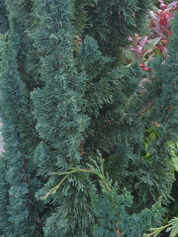 Artikelbild für Scheinzypresse 'Wissel's Saguaro' im Online-Shop der Bohlken Baumschulen