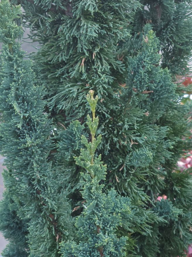 Artikelbild für Scheinzypresse 'Wissel's Saguaro' im Online-Shop der Bohlken Baumschulen