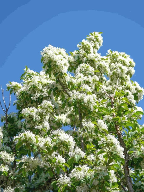 Bild von Chinesischer Schneebaum, Schneeflockenstrauch im Onlineshop von Bohlken Pflanzenversand GbR