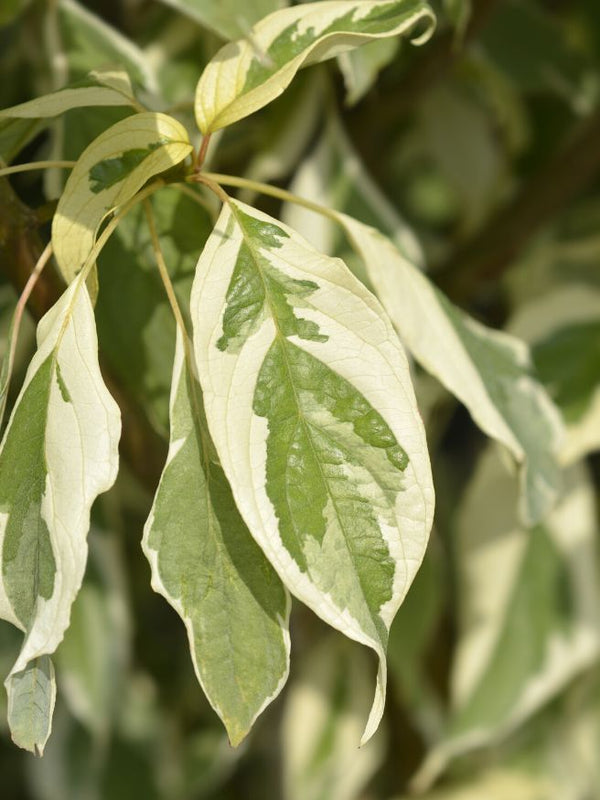 pagoden hartriegel variegata Jetzt Weißbunter Pagoden-Hartriegel 'Variegata' online kaufen bei Bohlken  Pflanzenversand – Bohlken Pflanzenversand GbR