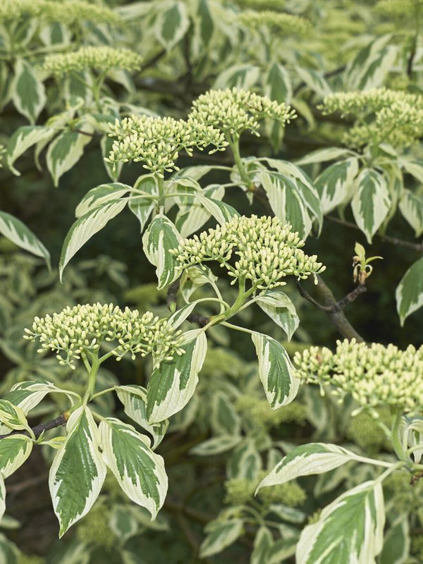 Artikelbild für Weißbunter Pagoden-Hartriegel 'Variegata' im Online-Shop der Bohlken Baumschulen