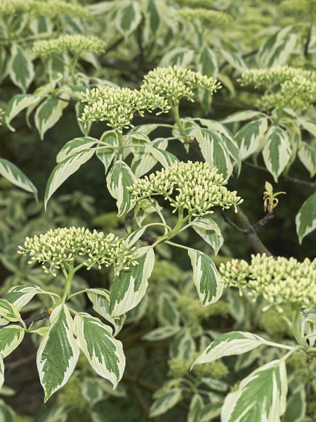 etagen hartriegel variegata Jetzt Weißbunter Pagoden-Hartriegel 'Variegata' online kaufen bei Bohlken  Pflanzenversand – Bohlken Pflanzenversand GbR