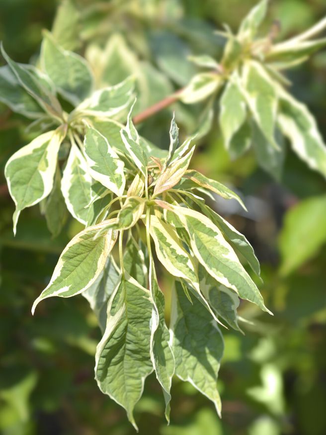 Artikelbild für Weißbunter Pagoden-Hartriegel 'Variegata' im Online-Shop der Bohlken Baumschulen