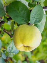 Bild für Cydonia oblonga 'Konstantinopeler Apfelquitte' im Online-Shop der Bohlken Baumschulen