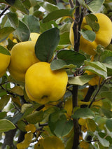 Bild für Cydonia oblonga 'Konstantinopeler Apfelquitte' im Online-Shop der Bohlken Baumschulen