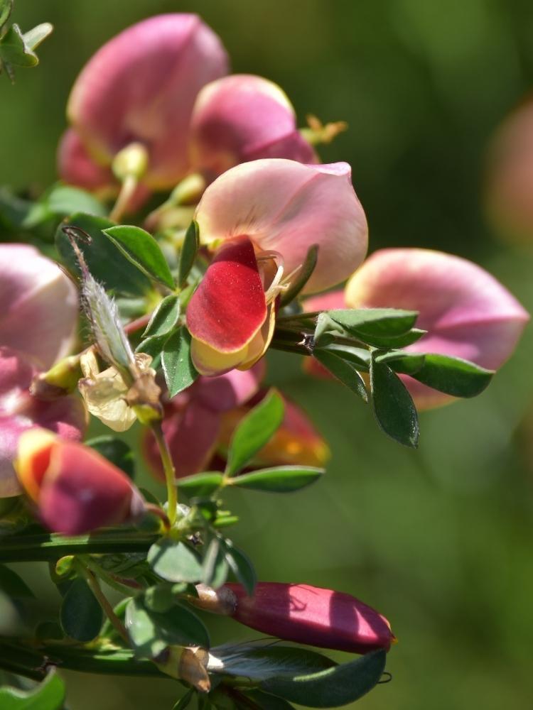 Bild von Edelginster 'Goldfinch' im Onlineshop von Bohlken Pflanzenversand GbR