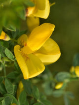 Bild von Edelginster 'Vanesse' im Onlineshop von Bohlken Pflanzenversand GbR