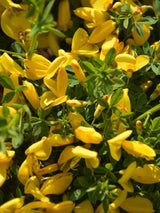 Bild von Edelginster 'Vanesse' im Onlineshop von Bohlken Pflanzenversand GbR
