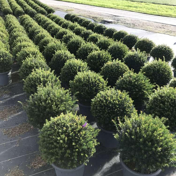 taxus baccata kleiner grüner Jetzt Eibe 'Renke's Kleiner Grüner' ® Kugel online kaufen bei Bohlken  Pflanzenversand – Bohlken Pflanzenversand GbR