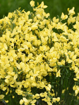 Bild von Elfenbein-Ginster 'Allgold' im Onlineshop von Bohlken Pflanzenversand GbR