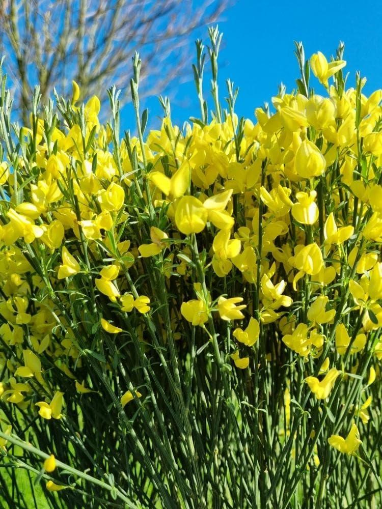 Bild von Elfenbein-Ginster 'Allgold' im Onlineshop von Bohlken Pflanzenversand GbR