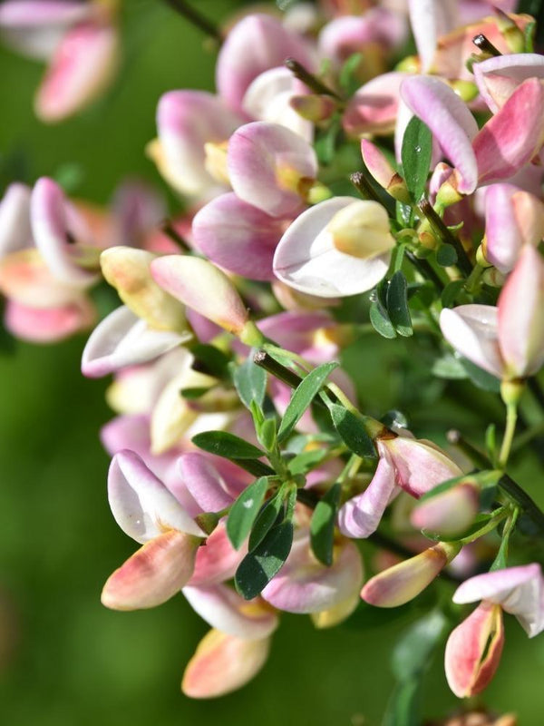 Bild von Elfenbein-Ginster 'Zeelandia' im Onlineshop von Bohlken Pflanzenversand GbR