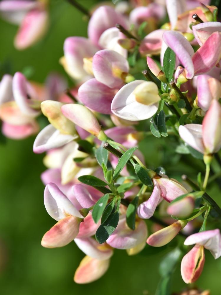 Bild von Elfenbein-Ginster 'Zeelandia' im Onlineshop von Bohlken Pflanzenversand GbR