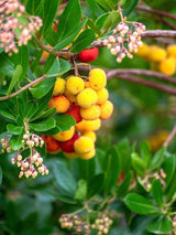 Bild von Erdbeerbaum 'Compacta' im Onlineshop von Bohlken Pflanzenversand GbR