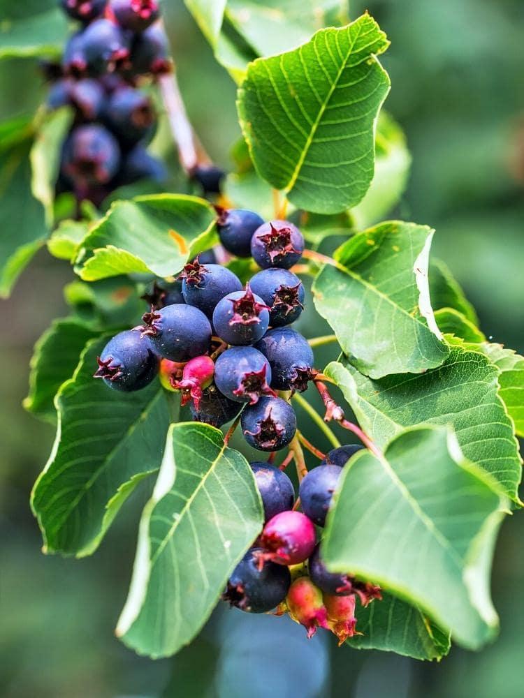 Bild von Erlenblättrige Felsenbirne Greatberry ® 'Farm' im Onlineshop von Bohlken Pflanzenversand GbR