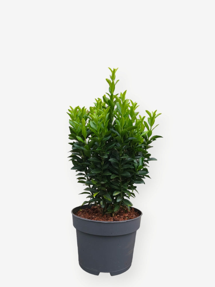 Artikelbild Japanischer Spindelstrauch 'Green Spire' für die Variante 25/30cm im 2Liter-Topf im Online-Shop der Bohlken Baumschulen