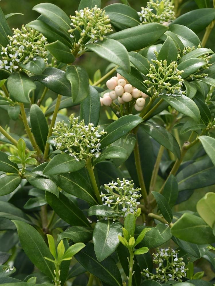 Bild von Fruchtskimmie, Blütenskimmie 'Kew White' im Onlineshop von Bohlken Pflanzenversand GbR