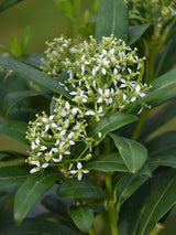 Bild von Fruchtskimmie, Blütenskimmie 'Kew White' im Onlineshop von Bohlken Pflanzenversand GbR