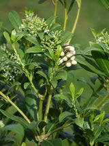 Bild von Fruchtskimmie, Blütenskimmie 'Kew White' im Onlineshop von Bohlken Pflanzenversand GbR