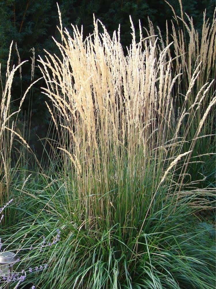 Bild von Garten-Reitgras 'Karl Förster' im Onlineshop von Bohlken Pflanzenversand GbR