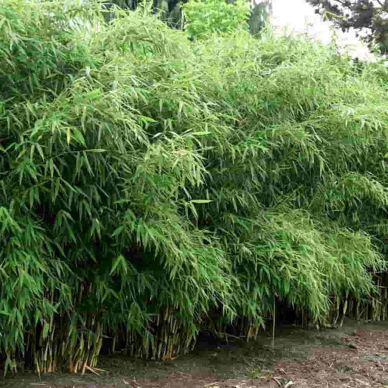 Bild von Gartenbambus 'Superjumbo' im Onlineshop von Bohlken Pflanzenversand GbR
