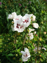 Bild von Garteneibisch 'China Chiffon' ® im Onlineshop von Bohlken Pflanzenversand GbR