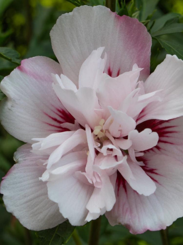 Bild von Garteneibisch 'Lady Stanley' im Onlineshop von Bohlken Pflanzenversand GbR