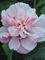 Bild von Garteneibisch 'Lady Stanley' im Onlineshop von Bohlken Pflanzenversand GbR