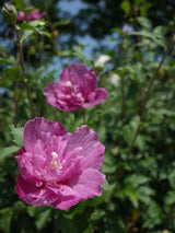 Bild von Garteneibisch 'Magenta Chiffon' ® im Onlineshop von Bohlken Pflanzenversand GbR