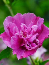 Bild von Garteneibisch 'Magenta Chiffon' ® im Onlineshop von Bohlken Pflanzenversand GbR