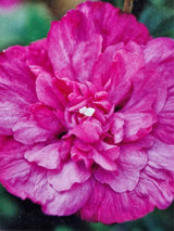 Bild von Garteneibisch 'Magenta Chiffon' ® im Onlineshop von Bohlken Pflanzenversand GbR