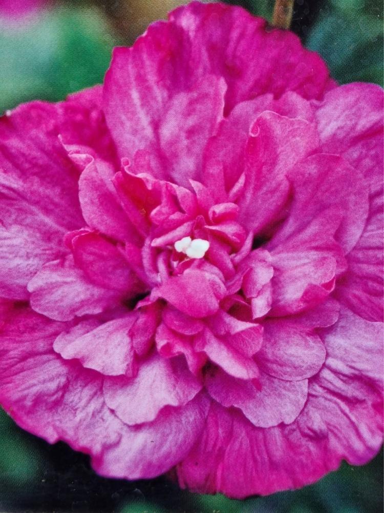 Bild von Garteneibisch 'Magenta Chiffon' ® im Onlineshop von Bohlken Pflanzenversand GbR