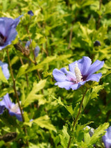 Bild von Garteneibisch 'Marina' im Onlineshop von Bohlken Pflanzenversand GbR