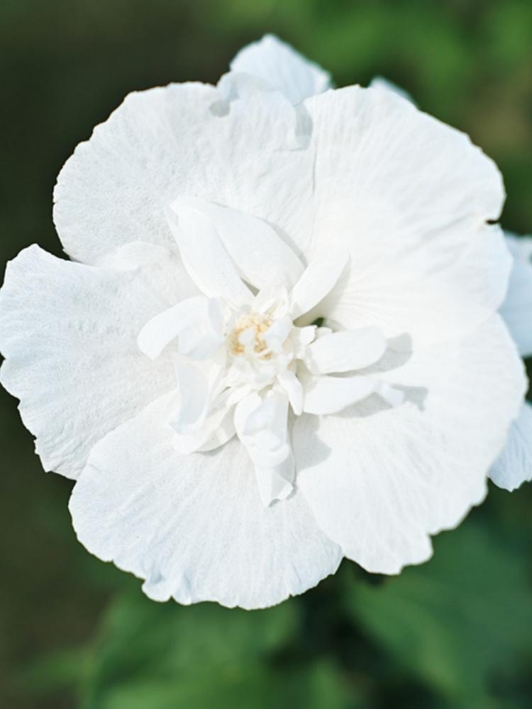 Bild von Garteneibisch 'White Chiffon' ® im Onlineshop von Bohlken Pflanzenversand GbR