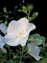 Bild von Garteneibisch 'White Chiffon' ® im Onlineshop von Bohlken Pflanzenversand GbR