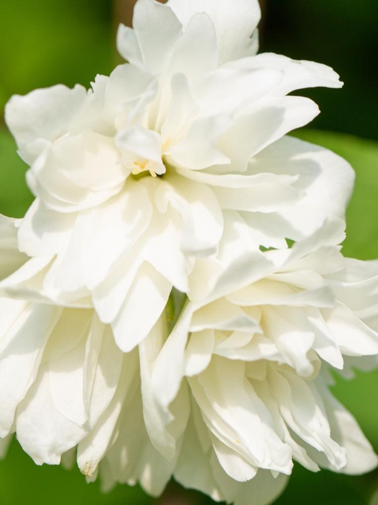 Bild von Gartenjasmin 'Little White Love'® im Onlineshop von Bohlken Pflanzenversand GbR