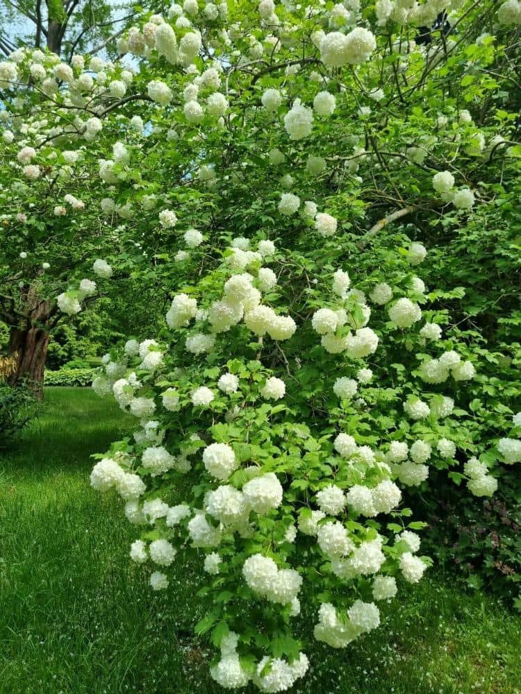 Bild von Gefüllter Schneeball 'Roseum' im Onlineshop von Bohlken Pflanzenversand GbR