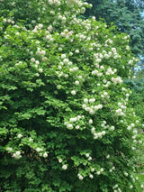 Bild von Gefüllter Schneeball 'Roseum' im Onlineshop von Bohlken Pflanzenversand GbR