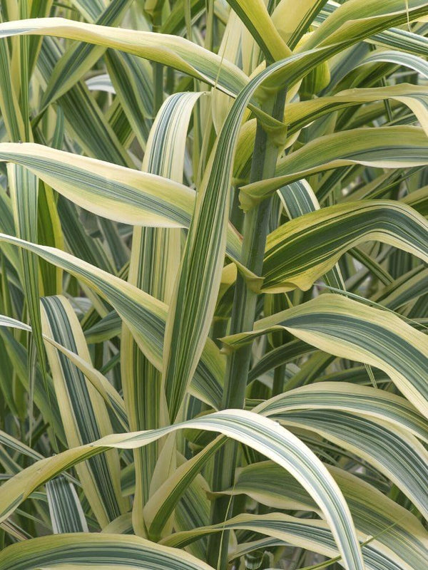 Bild von Gelbbuntes Pfahlrohr 'Ely' im Onlineshop von Bohlken Pflanzenversand GbR