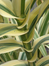 Bild von Gelbbuntes Pfahlrohr 'Ely' im Onlineshop von Bohlken Pflanzenversand GbR