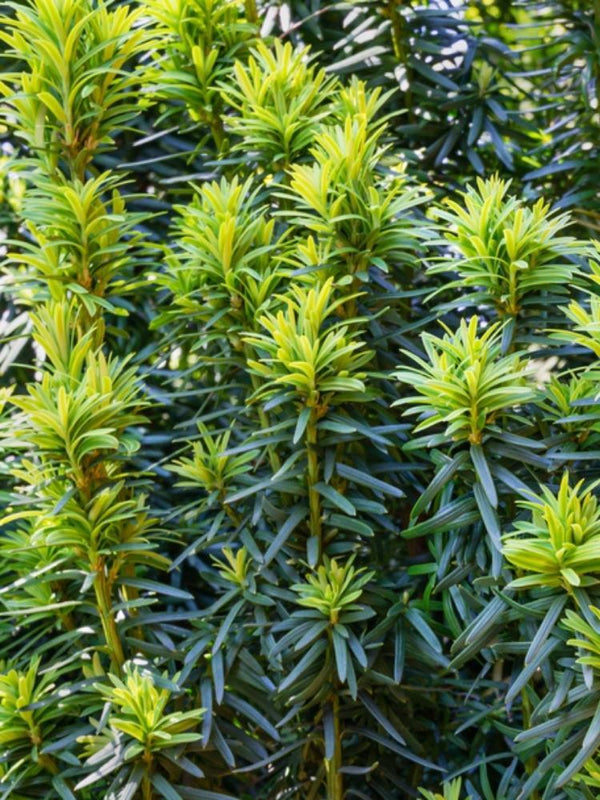 Bild von Gelbe Säuleneibe 'Fastigiata Aurea' im Onlineshop von Bohlken Pflanzenversand GbR