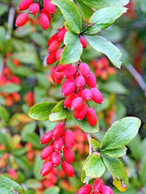 Bild von Gewöhnliche Berberitze im Onlineshop von Bohlken Pflanzenversand GbR